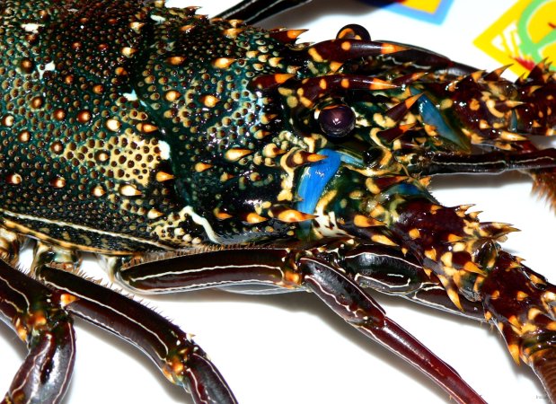 84- Langouste bleue 